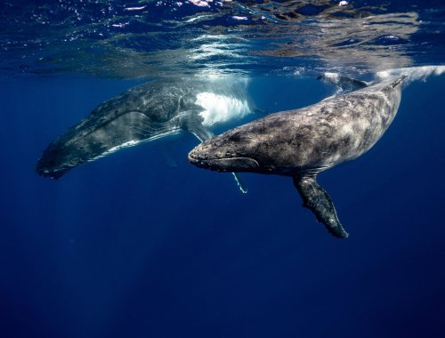 Whales could be a secret weapon in the fight against climate change - here's why