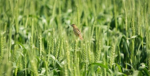 How pesticides and fertilizers have resulted in loss of 500 million birds