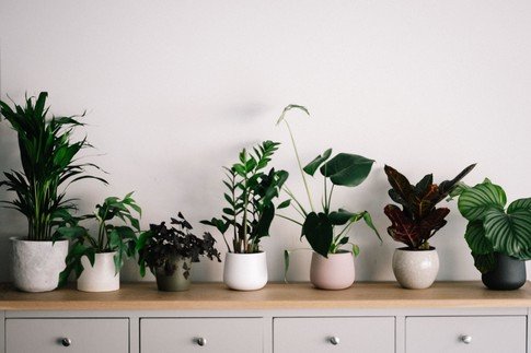 Houseplants can improve your mental health and wellbeing. Here's how