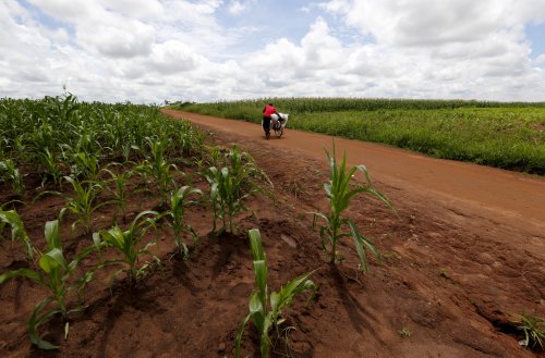 Carbon finance can support sustainable farming in Africa - here's how