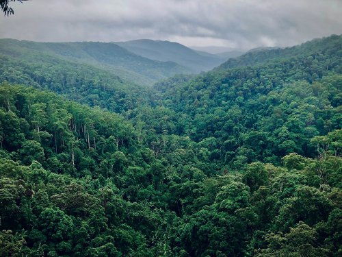 Mapping the world's forests: How green is our globe?