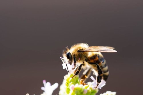 Why bee diversity is essential for maintaining crops
