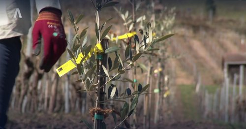 Winzer in Württemberg pflanzt Olivenbäume statt Reben - Weinbau in Steillagen nicht mehr rentabel