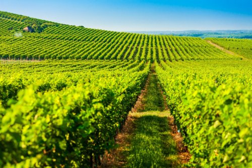 Ungarische Winzer setzen auf trockene Weißweine - Immer mehr Erzeuger verlagern ihren Schwerpunkt von süß auf trocken