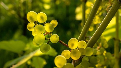 Piwi-Weißweine sind Weinen aus üblichen Sorten sehr ähnlich - Studie: Kaum sensorische und chemische Differenzen