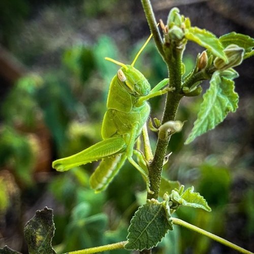 Bird Grasshopper in the Garden via Instagram [Photography] - My Word with Douglas E. Welch