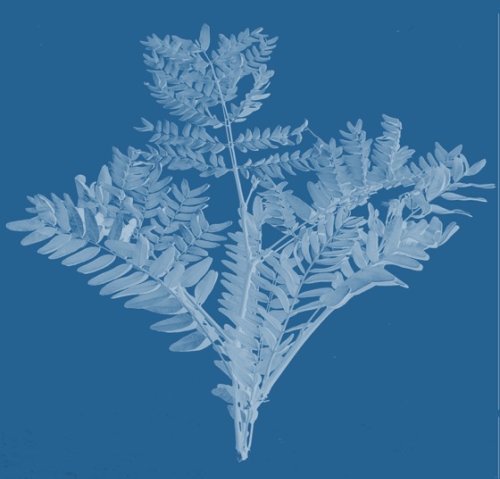 Locust Leaves Faux Cyanotype [Photography] – A Gardener's Notebook