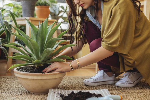 Your Houseplant Has Bugs—Now What? Here’s How To Get Rid of Common Pests