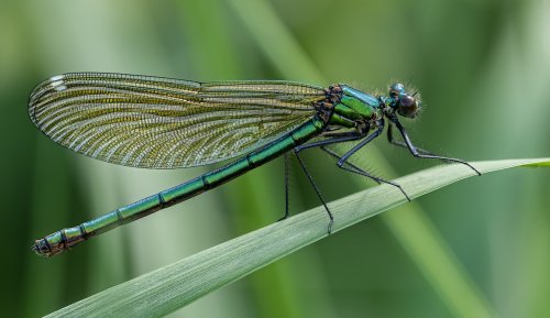 The Symbolic and Spiritual Meaning of a Dragonfly Landing on You