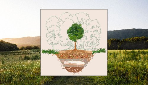 Meet the New Eco Burial Company That Will Turn You Into a Tree When You Die, Naturally