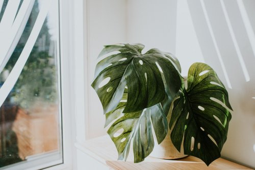 4 Signs Your Plant Is Begging for a Bigger Pot | Flipboard