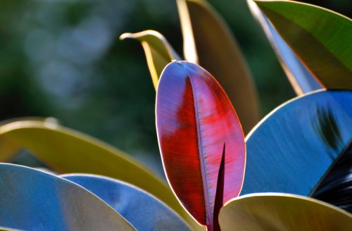 The Newest Trend in Houseplants? Black Leaf Varieties