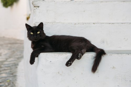 The Symbolic and Not So Spooky Meaning Of Crossing Paths With A Black Cat Flipboard