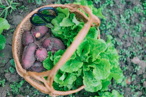 Sweet Potatoes Are Surprisingly Easy (and Highly Rewarding) To Grow—Here’s How, in 4 Steps