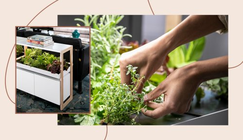 This In-Home Smart Garden Brought Me Joy (and Vegetables!) in a Chaotic Year