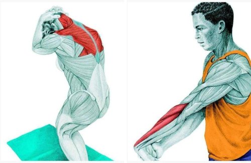 30+ Muscle Diagrams That’ll Teach You How To Stretch Every Body Part