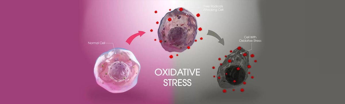 5 Steps To Reduce Inflammation and Oxidative Stress