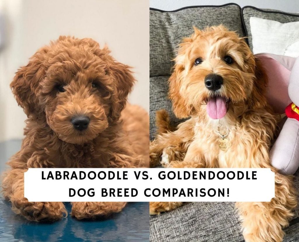 Goldendoodle or Labradoodle? Which is the Dog for You? 