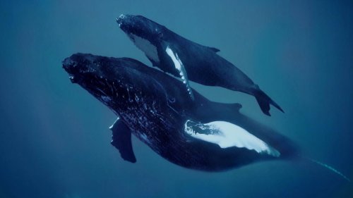 Wie es Walen gelingt, unter Wasser zu singen