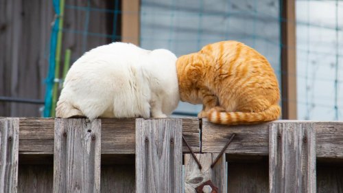 Zwei Katzen, kein Kopf? Das sind die lustigsten Haustier-Fotos des Jahres