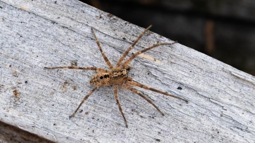 Große Spinnenart nun überall in Deutschland verbreitet