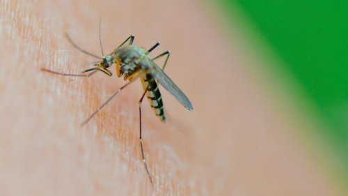 Mit diesen Tricks vermeidest du fiese Mückenstiche