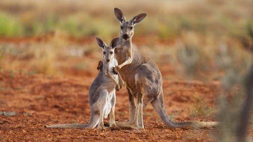 So will Australien sein Känguru-Problem lösen