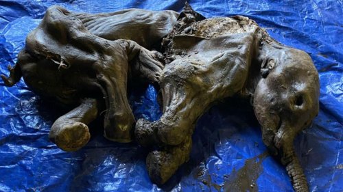Goldgräber entdecken eingefrorenes Mammutbaby