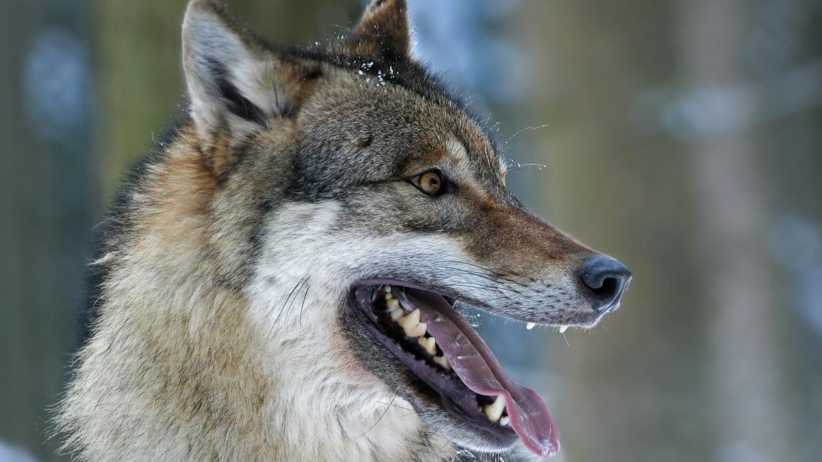 Abschuss statt Artenschutz – Bald brechen für den Wolf gefährliche Zeiten an