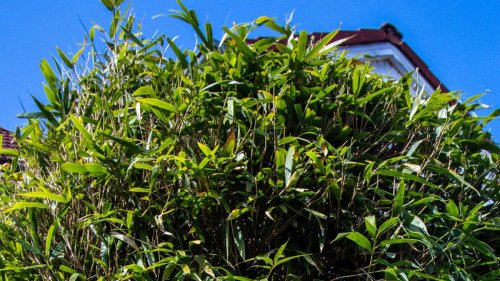 Wie hoch darf eine Hecke sein? BGH entscheidet bei Streit zwischen Nachbarn