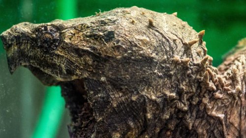 Tierschutzorganisation sucht den Besitzer der Geierschildkröte „Gabi“