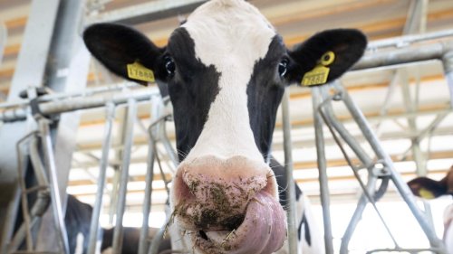Milchpreis bei Aldi rutscht unter Ein-Euro-Marke – Konkurrenten ziehen nach
