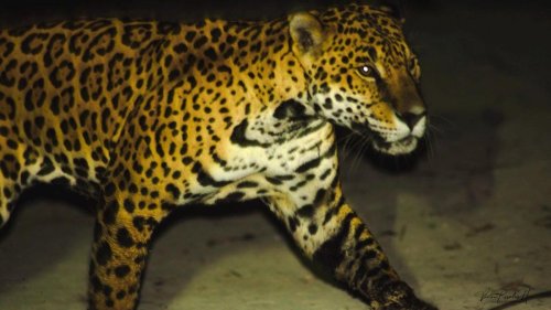 Warum Jaguare in Mexiko auf Hundejagd gehen