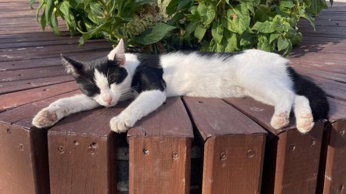 Der Katzen-Opa von Antalya