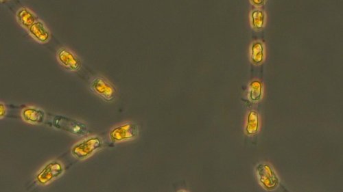 Alge aus Ostsee nach 7000 Jahren wiederbelebt