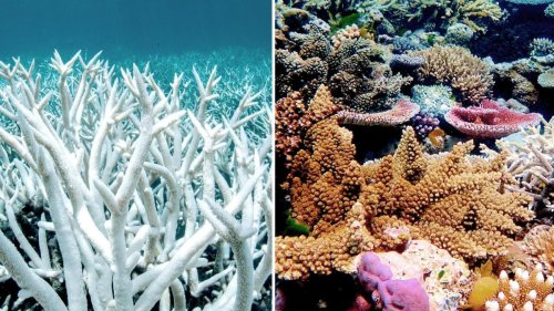 Nie war die Korallenbleiche am Great Barrier Reef schlimmer