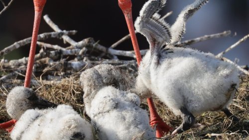Anhaltende Trockenheit – Störche werfen Küken aus den Nestern