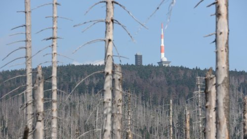 Urlauber wegen Waldbrand vom Brocken evakuiert