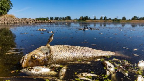 Fischsterben in der Oder – „Sowas haben wir noch nicht erlebt“