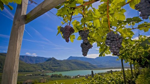 Wandern zum Wein – das Törggelen in Südtirol