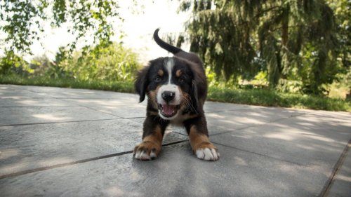 Hund Folgt Auf Schritt Und Tritt Martin Rütter