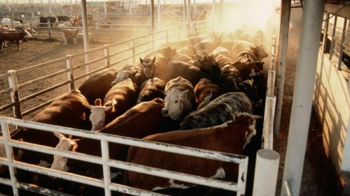 Die Viren grassieren in Rinderherden – und sind in der Milch zu finden