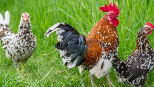 Ein Huhn namens Selenskyj