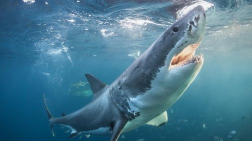 Food-Bloggerin isst Fleisch von Weißem Hai – die Geldstrafe hat es in sich