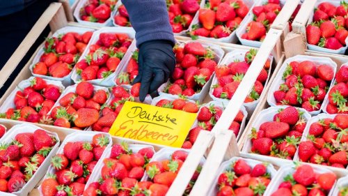 Umweltschützer warnen vor Pestizidbelastung von Erdbeeren