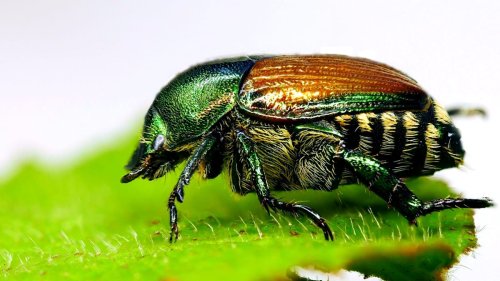 Dieser Käfer könnte hunderte Millionen Euro Schaden anrichten