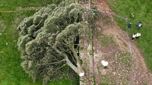Aus „Robin Hood“ bekannter Baum in Nordostengland über Nacht illegal gefällt