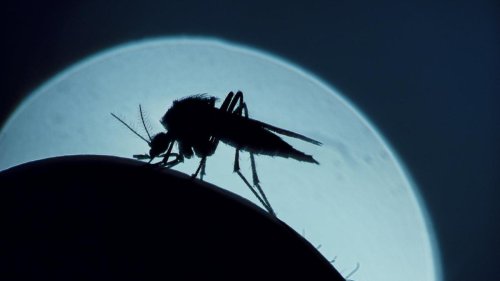 Leichte Fortschritte im Kampf gegen die Malaria