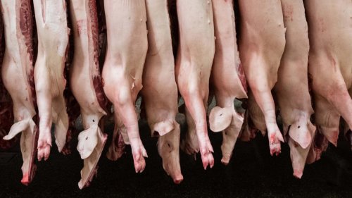 Fleischproduktion in Deutschland stark gesunken – besonders bei Schweinefleisch