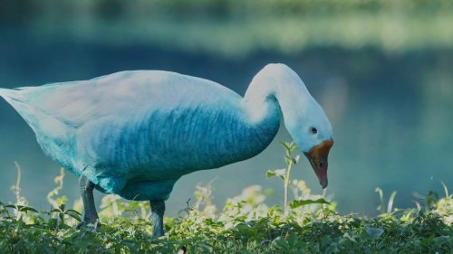 Brasilien staunt über blauen See mit blauen Enten